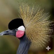Crowned cranes, such as this West African crowned crane, are avian fashionistas with their broad array of head adornments.