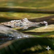 Crocodilians like this Johnston's crocodile (or Australian freshwater croc) have keen eyesight above water. Their eyes are placed on top of their head, so they can spot prey as they move through the water. 
