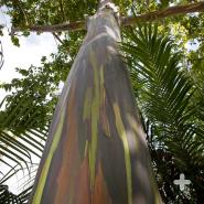 Rainbow eucalyptus <em>Eucalyptus deglupta</em>