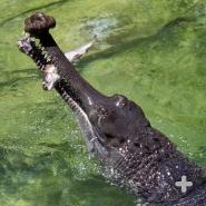 Gharials, with slender snouts, hunt near the river bottom, slowly moving about and then making swift sideswipes, snapping up fish that come too close to their jaws.