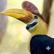 Some hornbills, like this male red-knobbed hornbill, sport brilliant colors on their head.