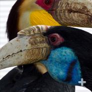 Like this wreathed hornbill pair, male and female hornbills often have different-colored faces and eyes.