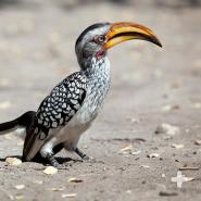 Native to Africa, the yellow-billed hornbill is instantly recognizable—thanks to its long, curved bill.