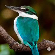 The white-collared kingfisher is native to islands in Southeast Asia.