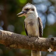 The laughing kookaburra is the largest of the kingfishers.