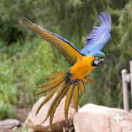 Macaws fly as far as 15 miles (24 kilometers) each day to feed.