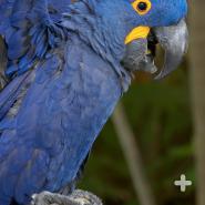 Most macaws start out with gray or black eyes when they’re young, which change to brown or yellow as they mature.