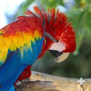 Macaws can frequently be seen preening their feathers, as this scarlet macaw is doing.