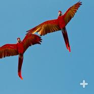 Even when pair-bonded macaws fly with a large flock, the two stay close together, with their wings almost touching.