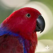 Parrots have thick, strong beaks that are perfect for breaking open nuts and seeds with tough coverings.