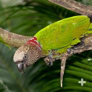 The hawk-headed parrot, native to the Amazon rainforest, can raise its neck feathers to create a fan that makes it appear larger.