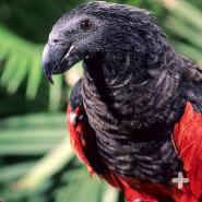 While parrots come in a variety of bright colors, there are exceptions: the Pesquet’s parrot is black with red trim.