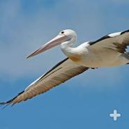 Pelicans, like this Australian pelican, are found along seacoasts or near inland lakes.
