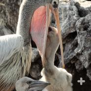 The pink-backed pelican, shown feeding its chicks, is native to Africa.