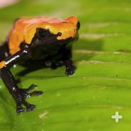 The poisons in these tiny frogs come from their diet: mostly ants, termites, centipedes, and tiny beetles. 