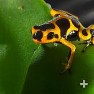Poison frogs are usually mature at about a year and can live 8 to 15 years, depending on the species.