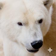 The polar bear's nose is so powerful it can smell a seal on the ice 20 miles (32 kilometers) away.
