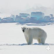 Polar bears live throughout the Arctic, in areas where they can hunt seals in wide cracks in the sea ice or at breathing holes.