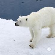 Stiff fur on the sole of each foot keeps polar bears from slipping on the ice. 