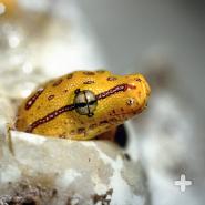 Unlike their close relatives the boas, pythons lay eggs.