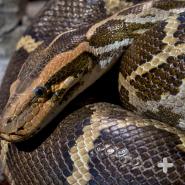 Pythons are are ambush hunters that use both sight and smell to locate prey. 