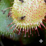 Close-up of flies trapped on a sundew