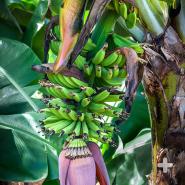 Young banana fruits growing above bloom.