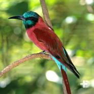 Carmine bee-eaters have been known to hitch a ride atop other animals to search for insects.