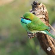 The little green bee-eater is widely distributed across sub-Saharan Africa.