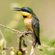 The little bee-eater should not be confused with the little green bee-eater!