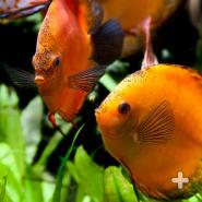 Orange discus fish