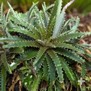 Dyckia, a genus of bromeliad often confused with succulents, includes many plants from desert climates. They are known for their spiky, barbed leaves.