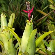 Flowers usually grow from a stalk in the center of a bromeliad’s rosette-shaped leaf cluster. 