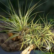 Tillandsia, sometimes called air plants, are bromeliads that attach themselves to tree branches and get their required moisture and nutrients from the air.