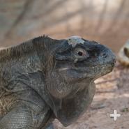 Anegada iguana