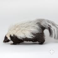 Hooded skunks may look quite different from the striped variety, but they have similar olfactory talents.