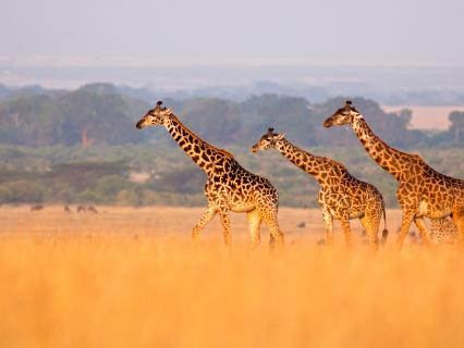 The Serengeti