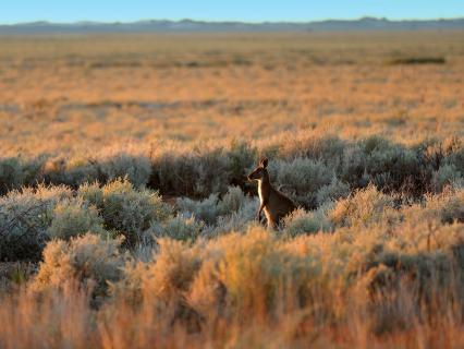 Australian outback landscape with a lone kangaroo