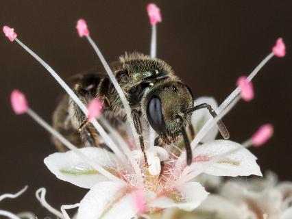 Native California bee