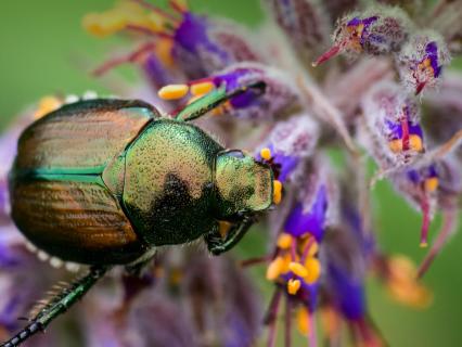 Shining Leaf Chafer Beetle