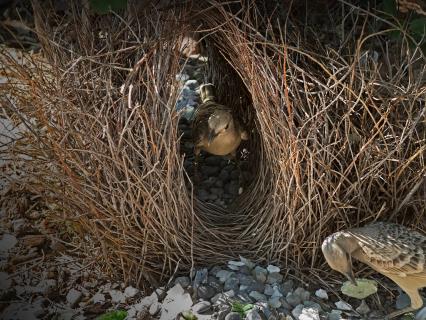 Male and female Great bowerbirds inspecting bower