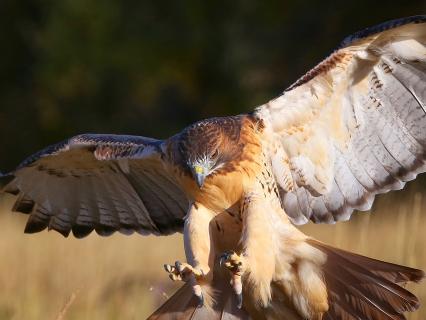Red-tailed hawk landing