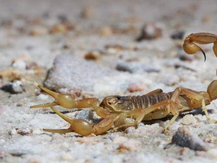 Scorpion in the Spanish desert