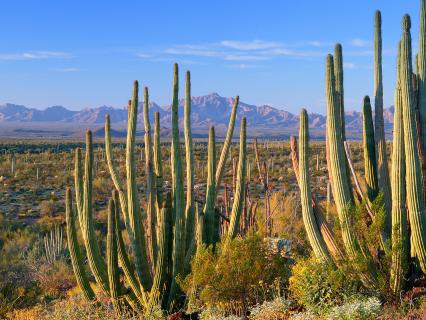 Anza Borrego Desert