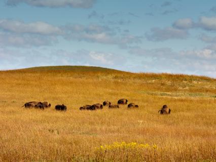 American bison on the prairie