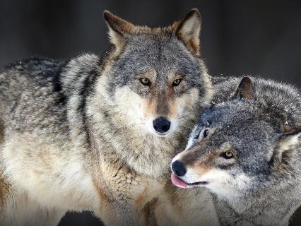 Gray wolves Canis lupus