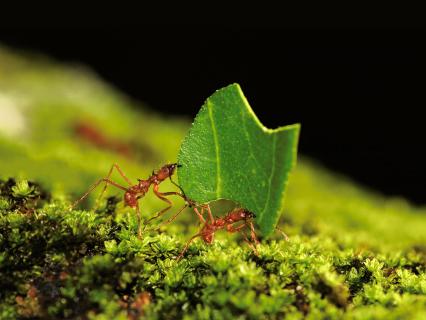 Amazonian leafcutter ants