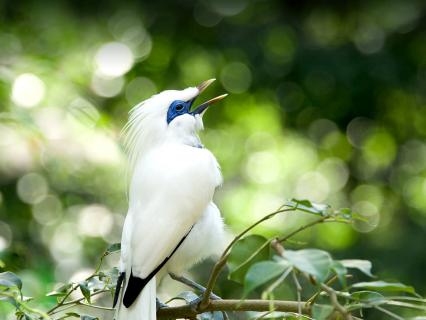 Bali Myna singing