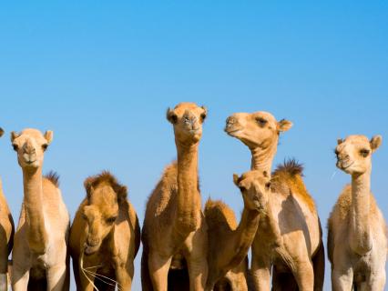Eight young bactrian camels lined up in a row facing the viewer