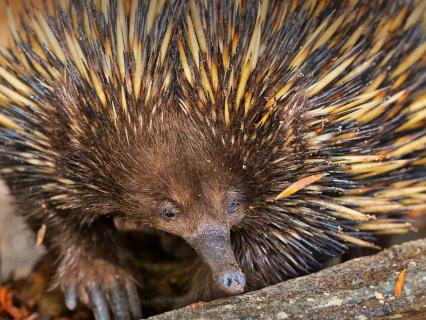 Short-Beaked Echidna foraging for food in Australia